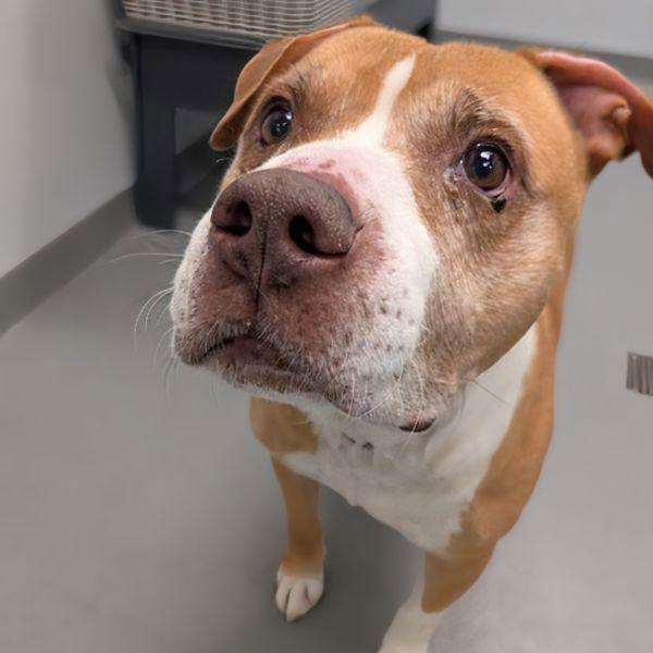 Enlarge Ebert, a Adoptable mixed breed in Des Moines, IA image 3/6