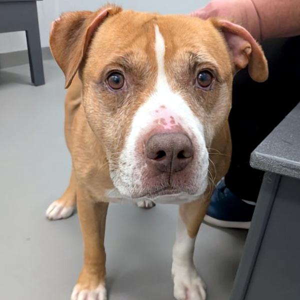 Enlarge Ebert, a Adoptable mixed breed in Des Moines, IA image 5/6