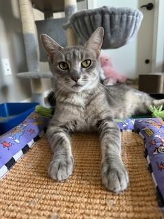 Arcadia 49260, a Adoptable Domestic Short Hair in Oklahoma City, OK image 2/3