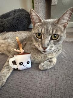 Arcadia 49260, a Adoptable Domestic Short Hair in Oklahoma City, OK image 3/3