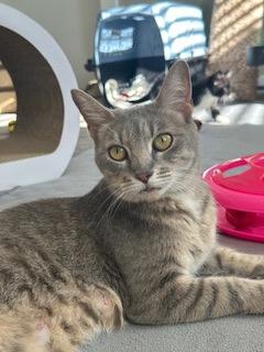 Arcadia 49260, a Adoptable Domestic Short Hair in Oklahoma City, OK image 1/3