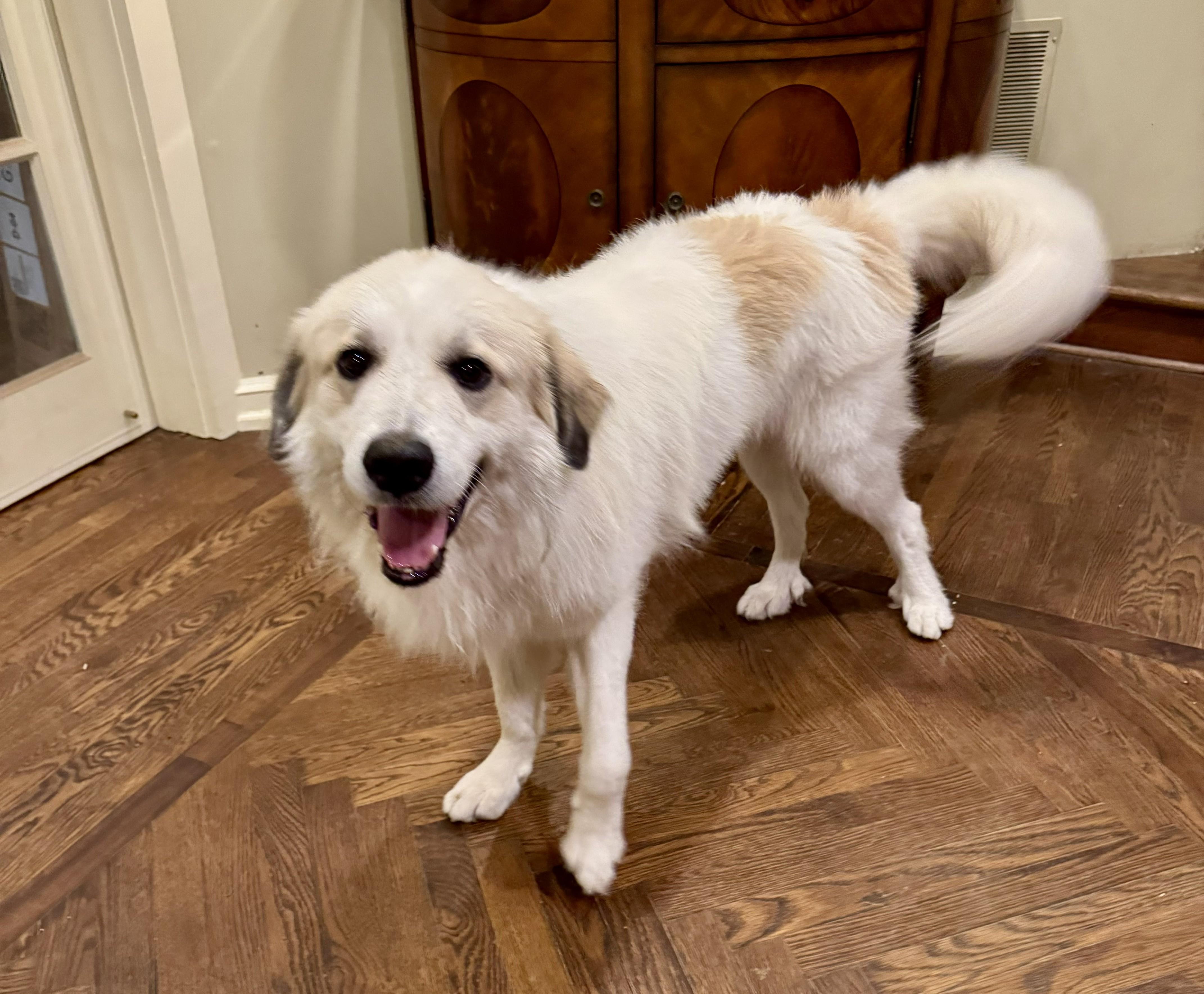 Kris, ADOPTABLE, Young Male Great Pyrenees.