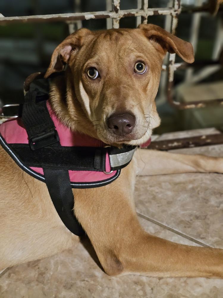 Canela, Adoptable, Young Female Labrador Retriever & Mixed Breed.