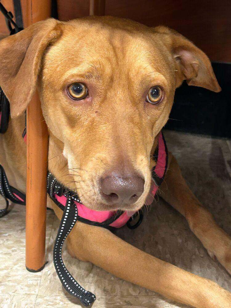 Enlarge Canela, a Adoptable mixed breed in Naranjito, PR image 2/6