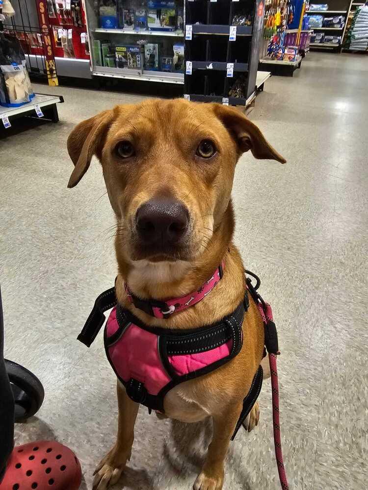 Enlarge Canela, a Adoptable mixed breed in Naranjito, PR image 3/6
