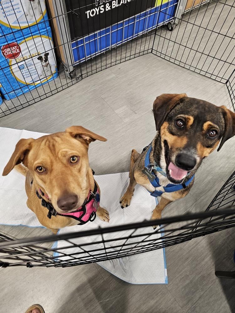 Enlarge Canela, a Adoptable mixed breed in Naranjito, PR image 5/6