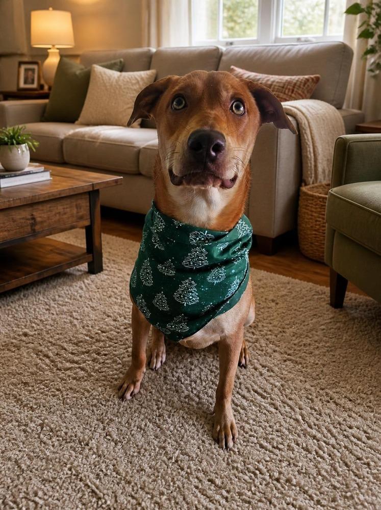 Canela, a Adoptable mixed breed in Naranjito, PR image 5/6