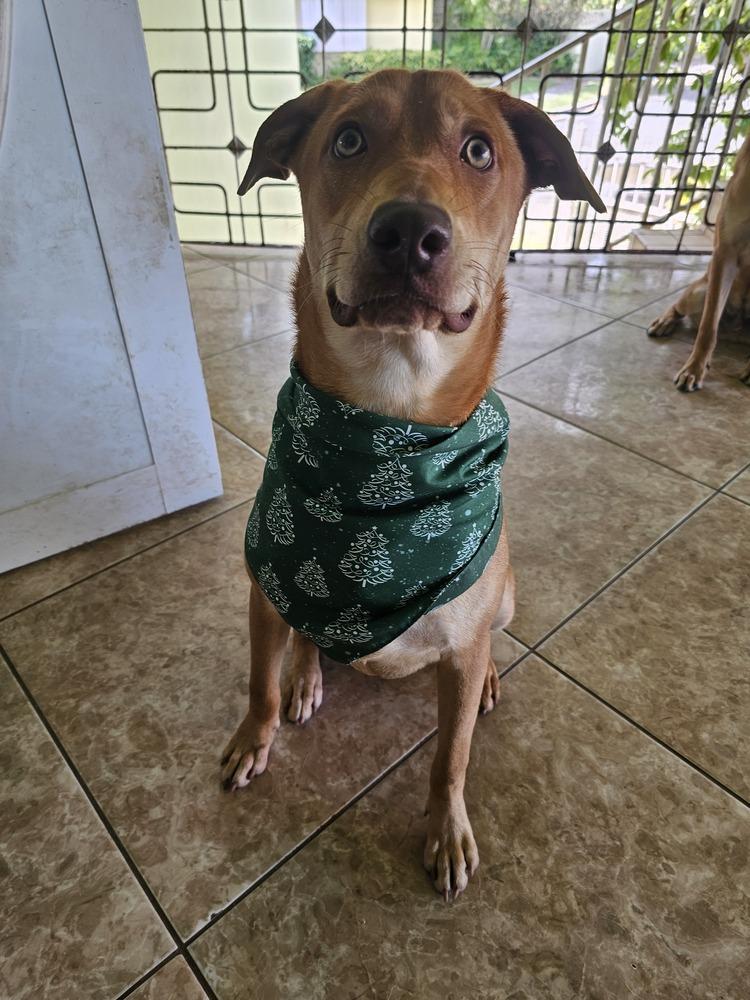 Enlarge Canela, a Adoptable mixed breed in Naranjito, PR image 6/6