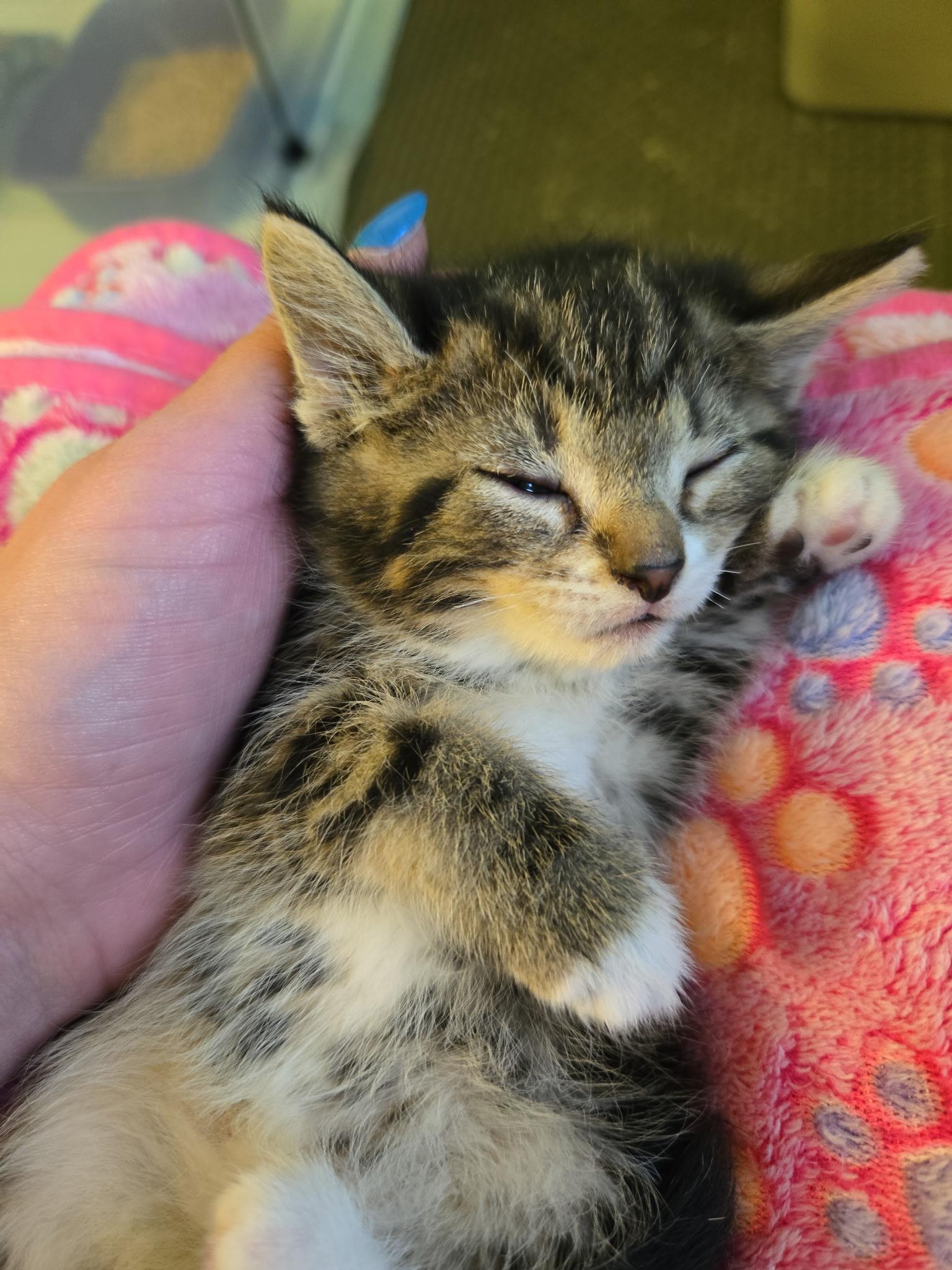 Dionysus, a Adoptable Domestic Short Hair in Swartz Creek, MI image 5/5