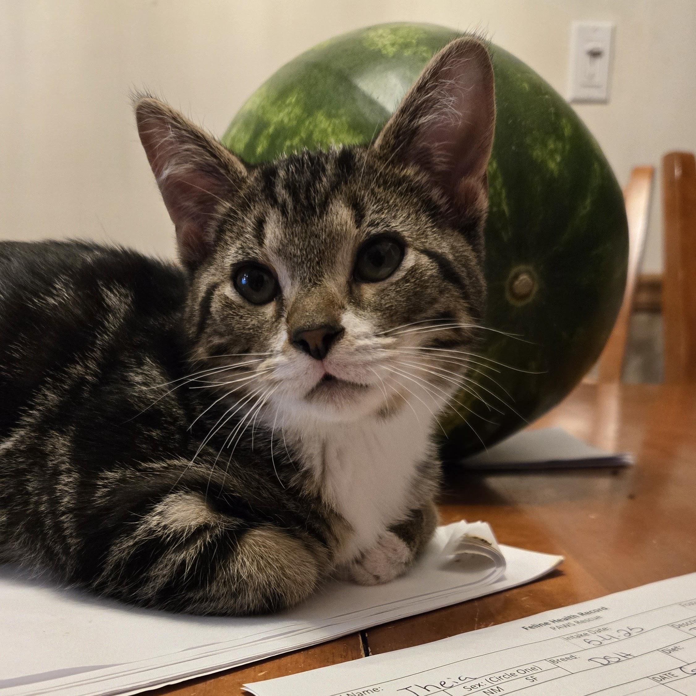 Dionysus, a Adoptable Domestic Short Hair in Swartz Creek, MI image 2/5