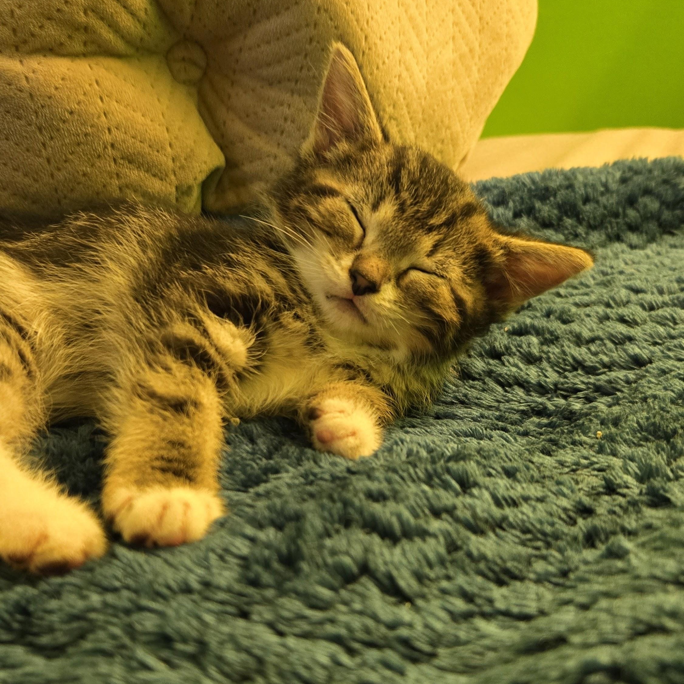 Dionysus, a Adoptable Domestic Short Hair in Swartz Creek, MI image 3/5