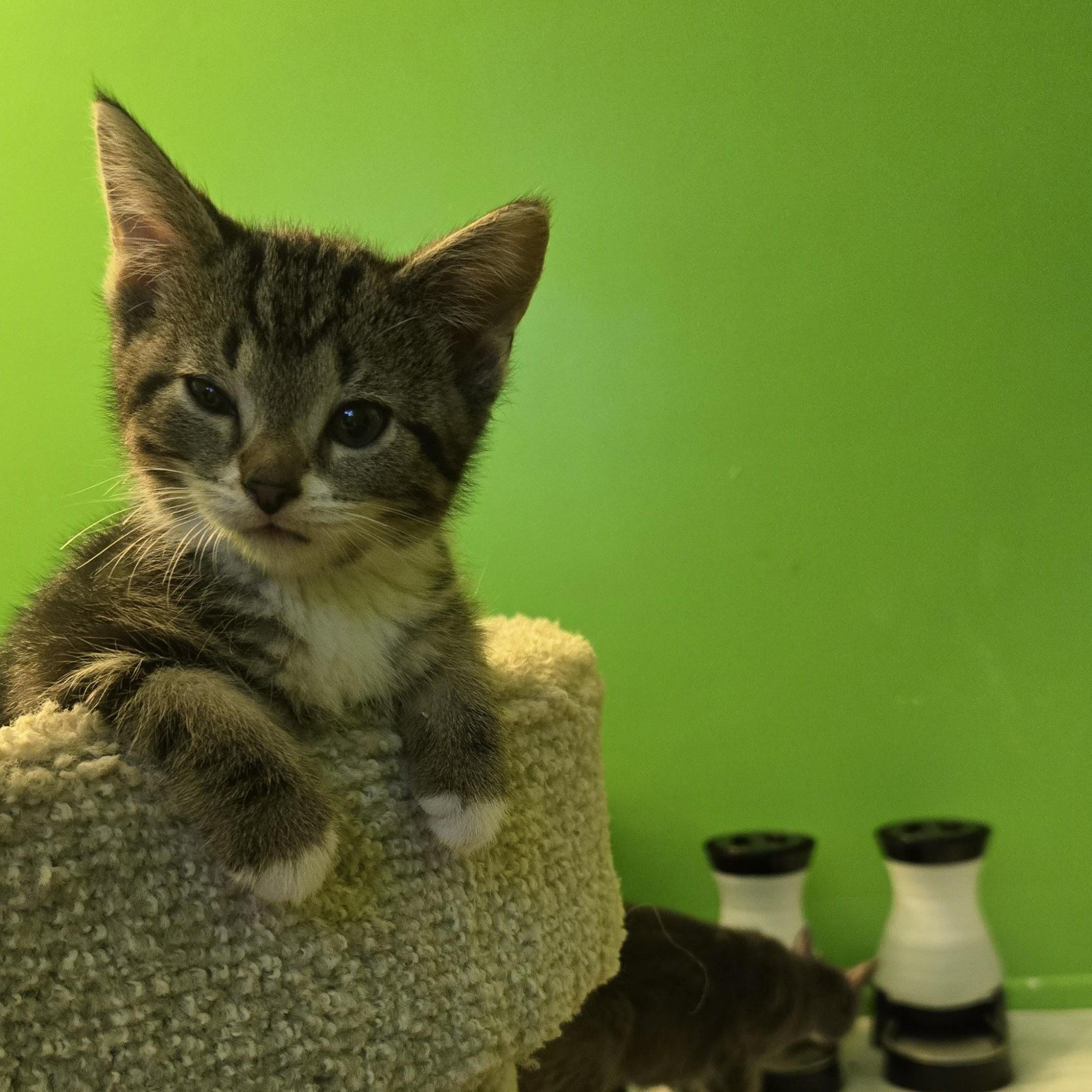 Dionysus, a Adoptable Domestic Short Hair in Swartz Creek, MI image 4/5