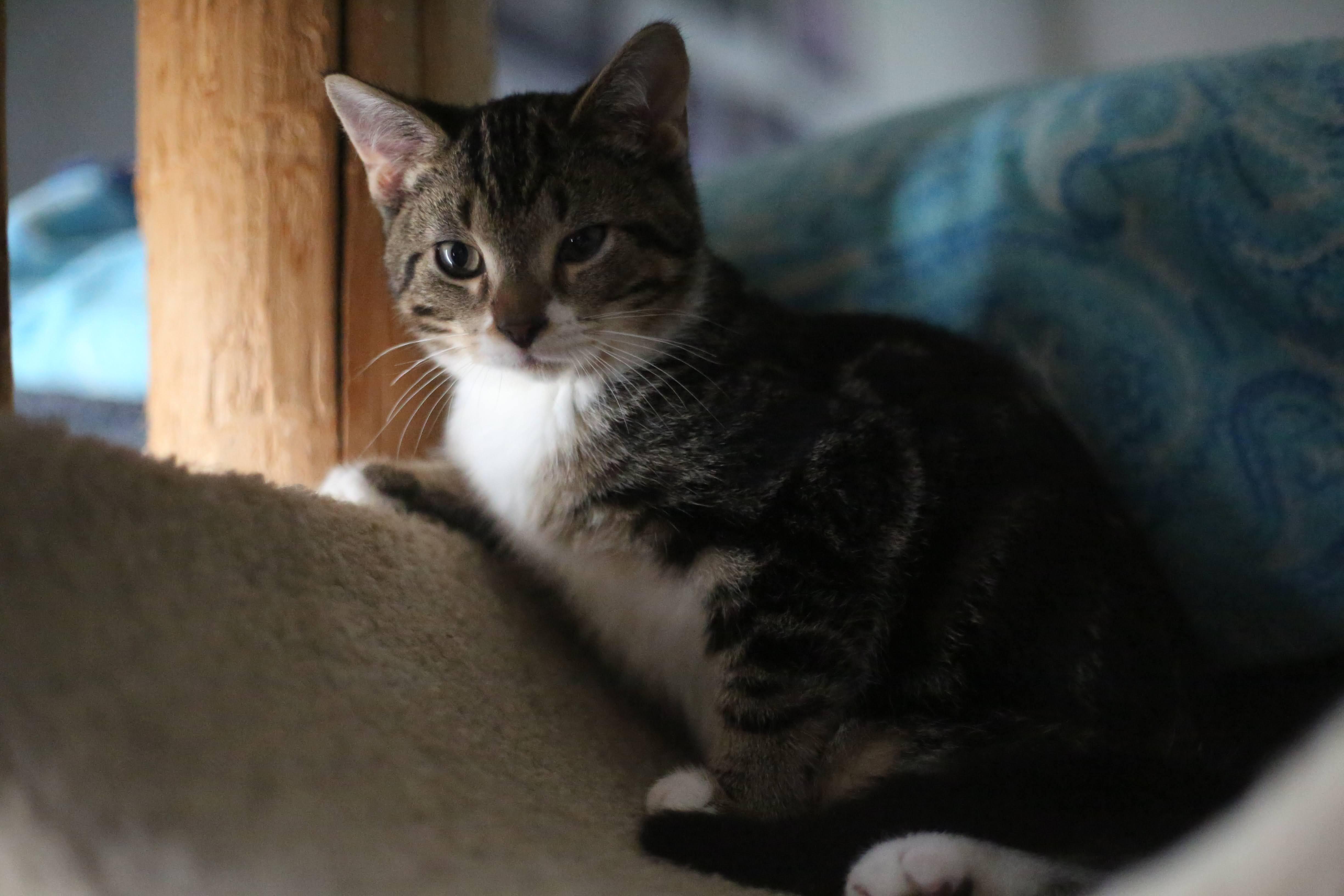 Dionysus, Adoptable, Kitten Male Domestic Short Hair.