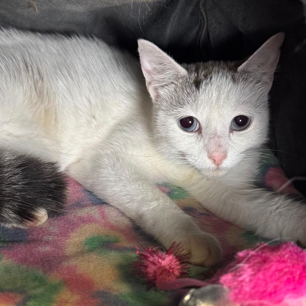 Lanie, Adoptable, Young Female Siamese.