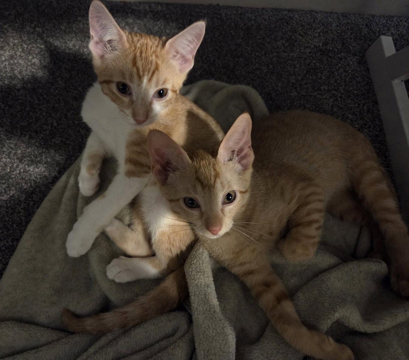 Sheldon, Adopted, Kitten Male Domestic Short Hair & Tabby.