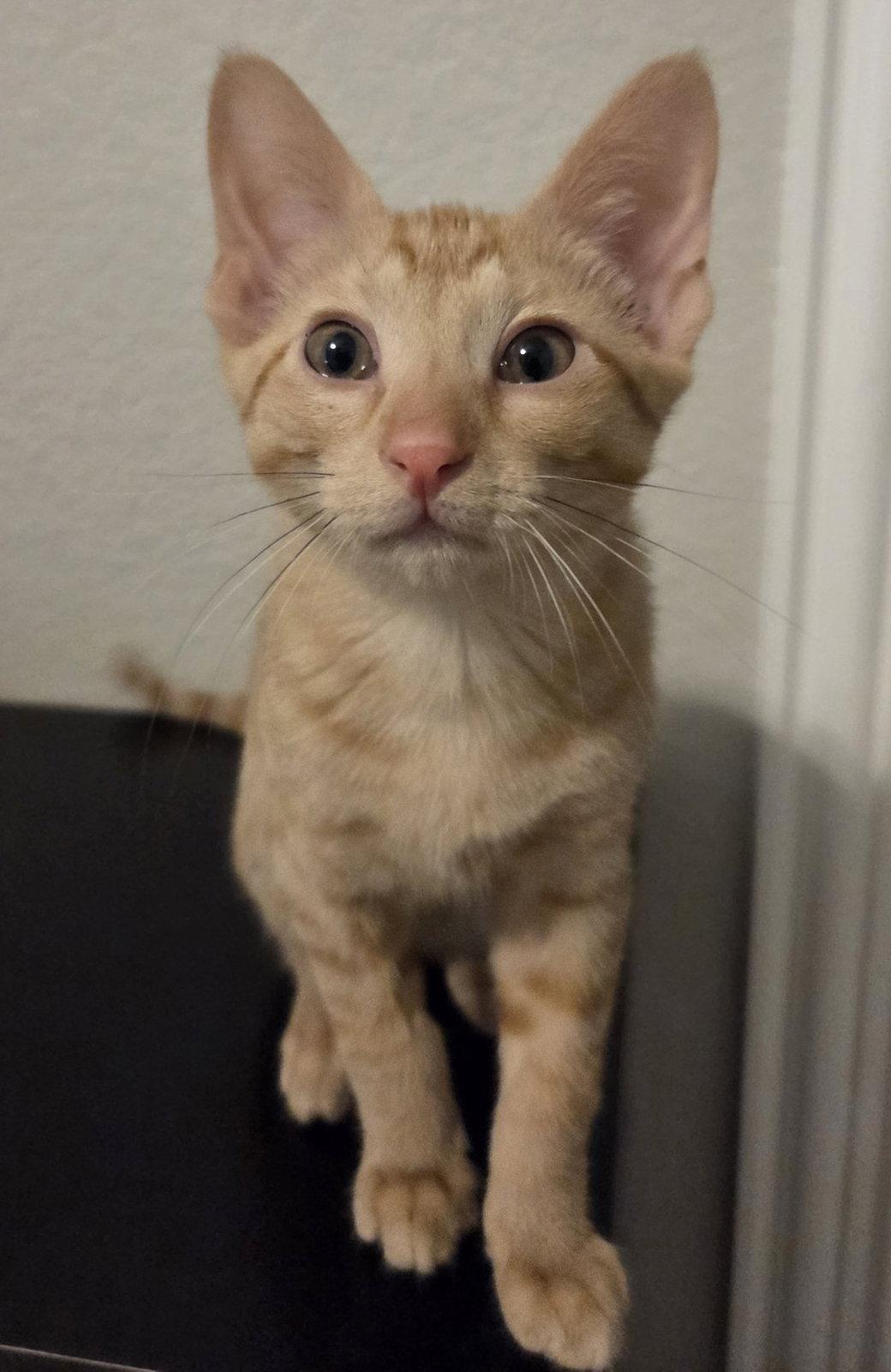 Sheldon, a Adopted mixed breed in Frisco, TX image 3/3
