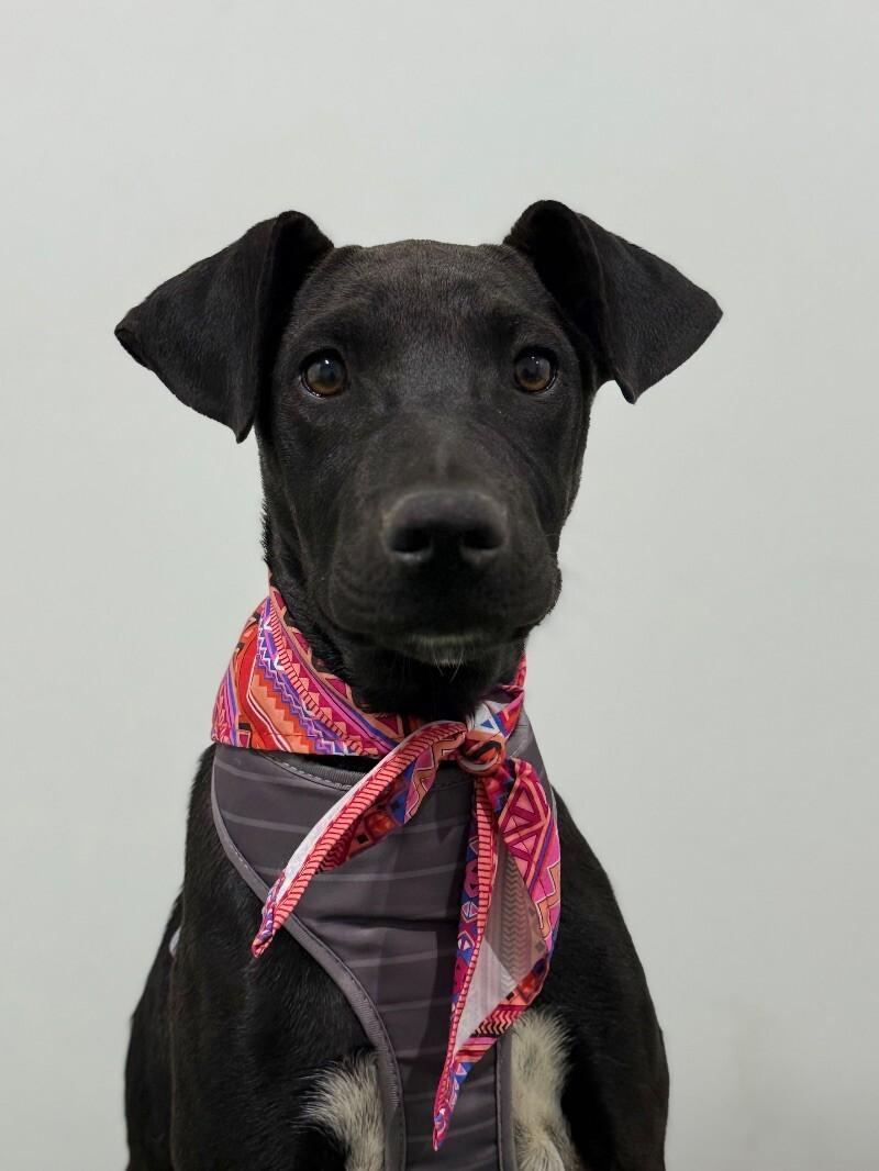 Max, Adoptable, Puppy Male Black Labrador Retriever & Mixed Breed.