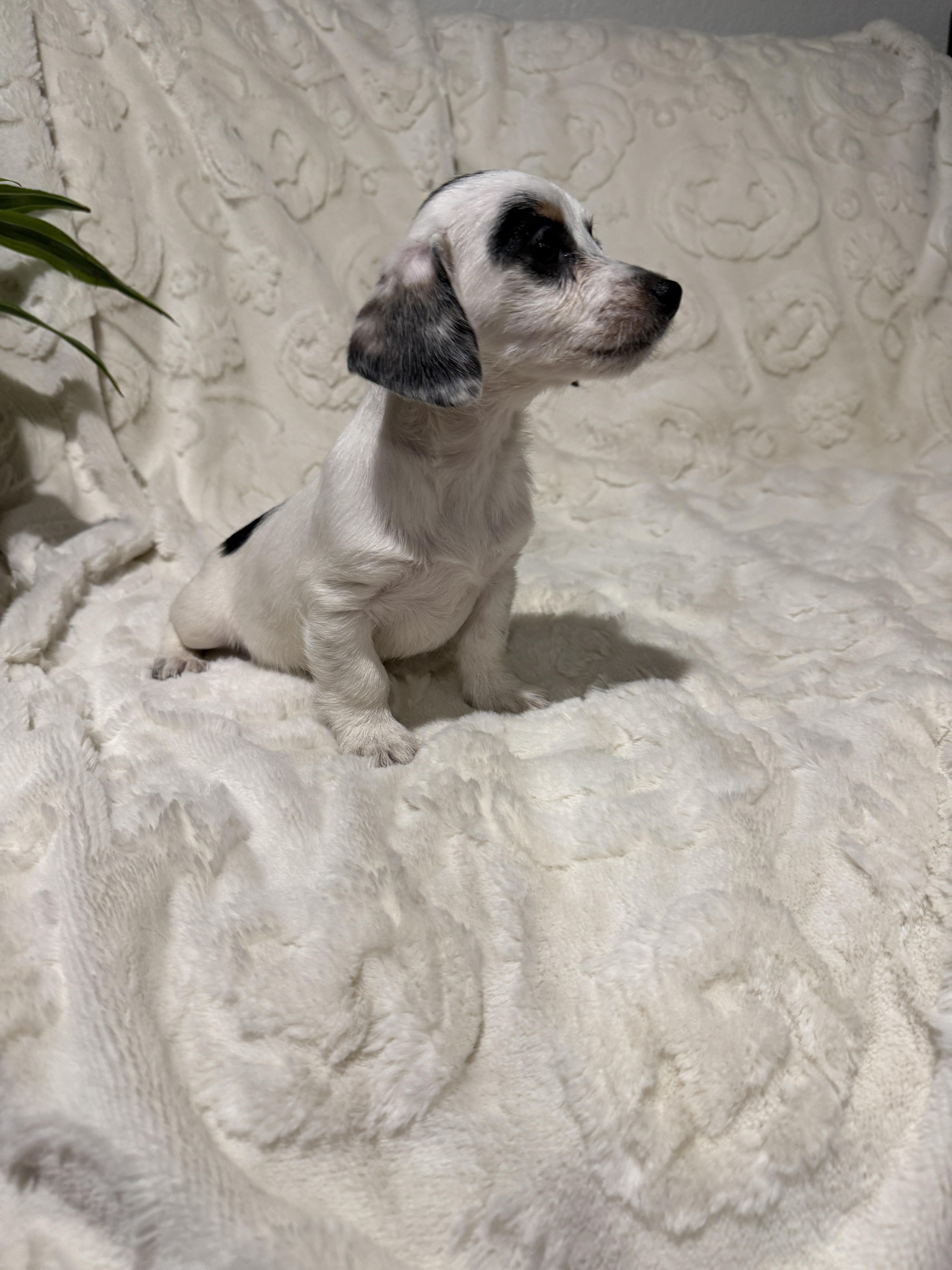 Enlarge Matilda , an adopted mixed breed in Hales corners, WI image 3/5