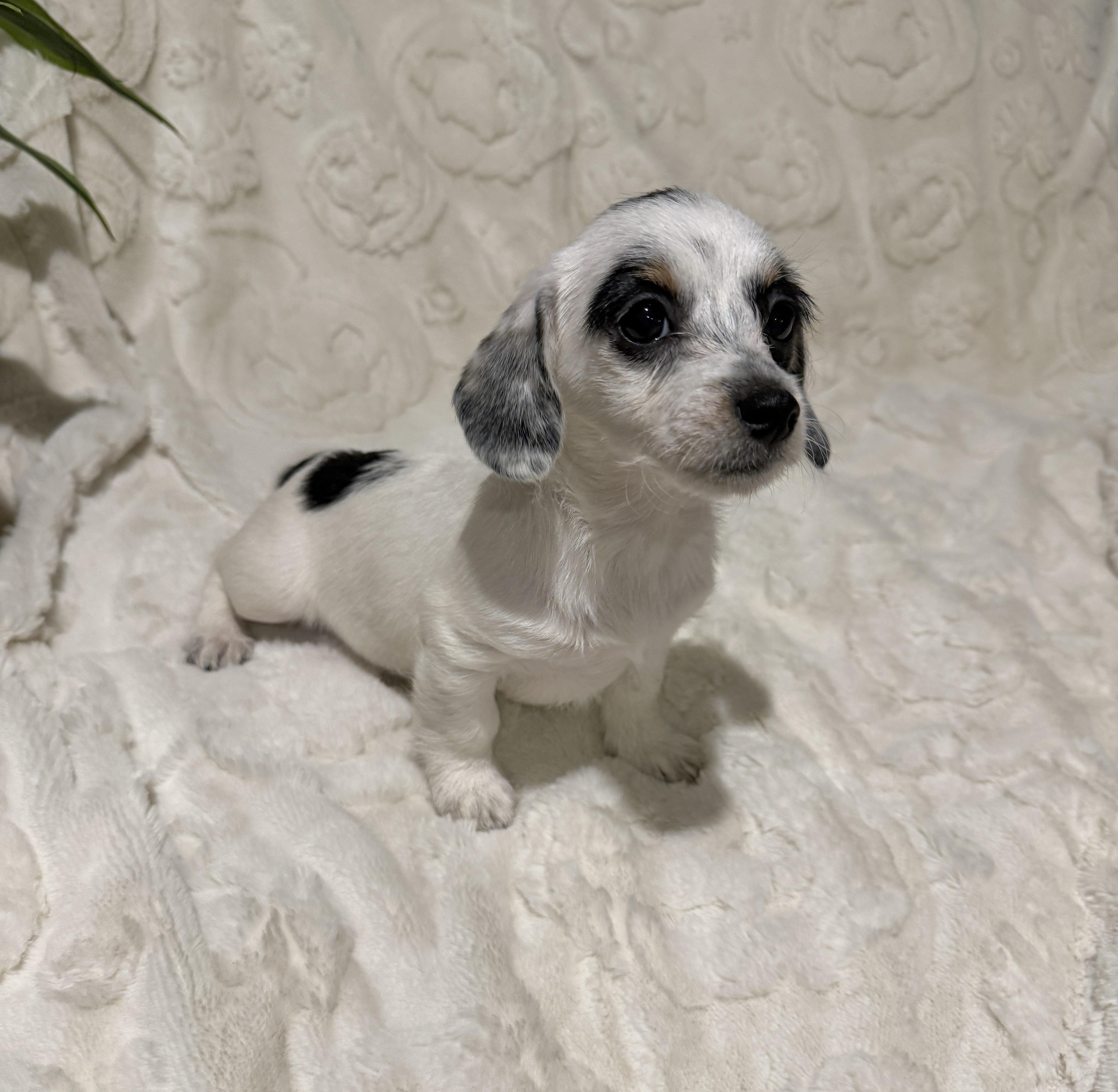 Matilda , adopted, Puppy Female Miniature Dachshund & Maltipoo.