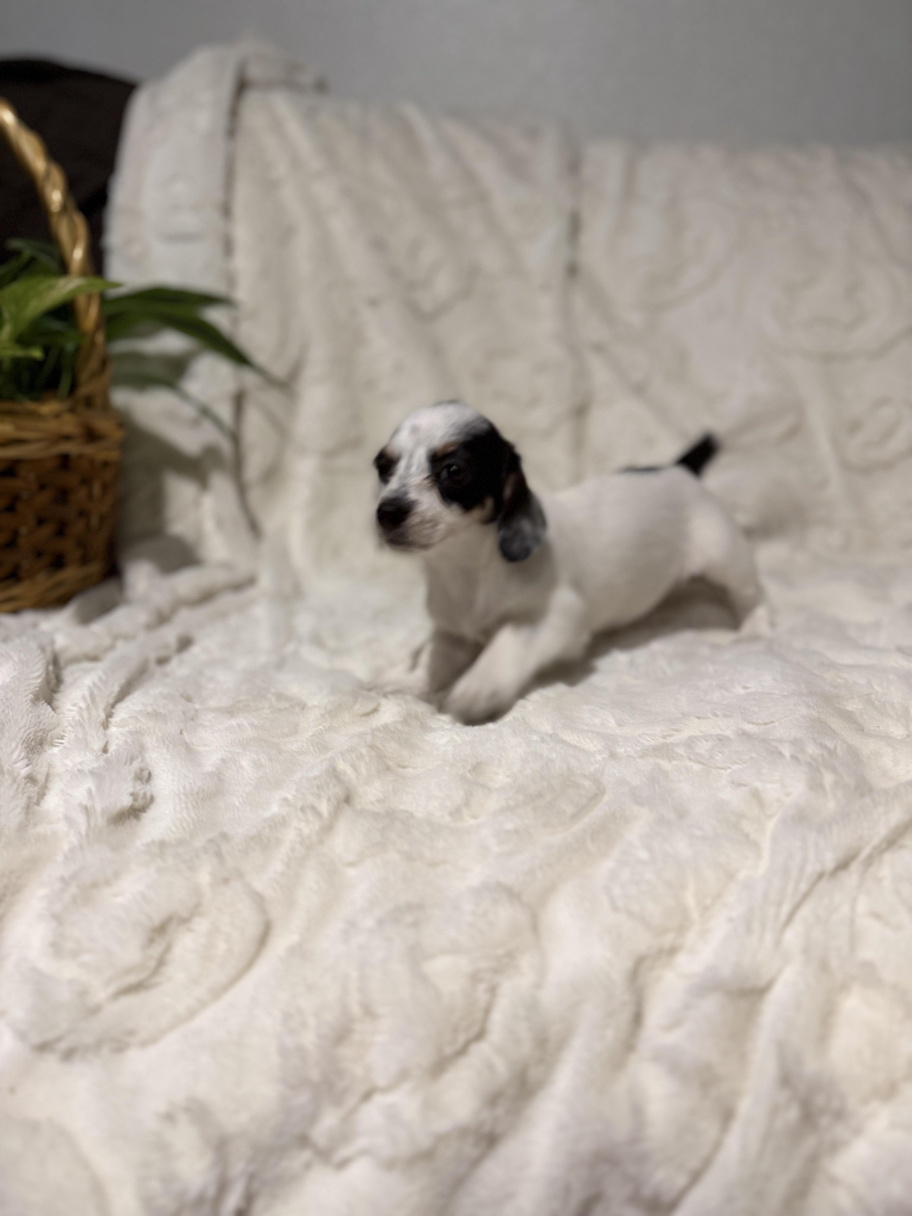 Enlarge Matilda , an adopted mixed breed in Hales corners, WI image 4/5