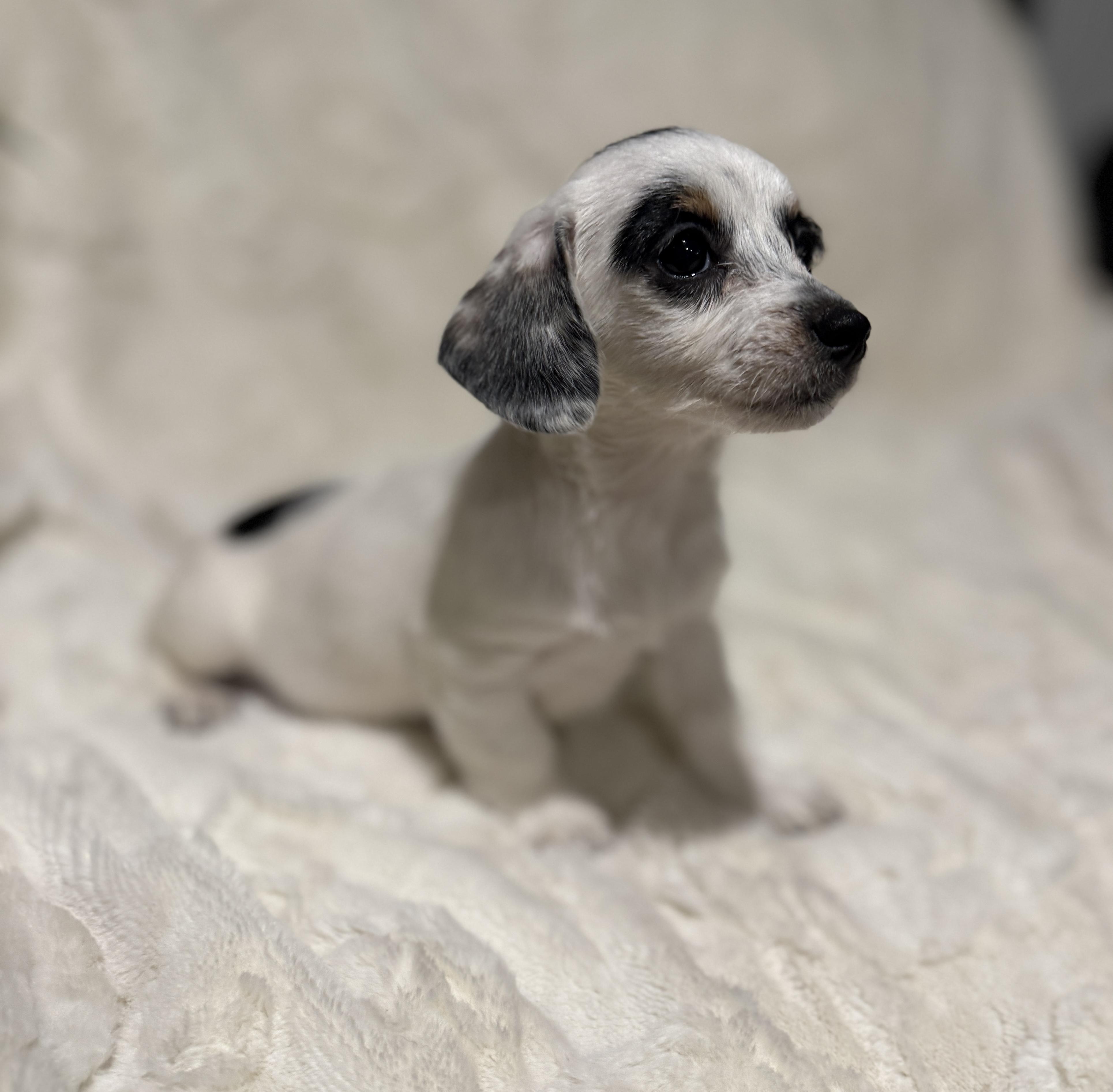 Enlarge Matilda , an adopted mixed breed in Hales corners, WI image 2/5