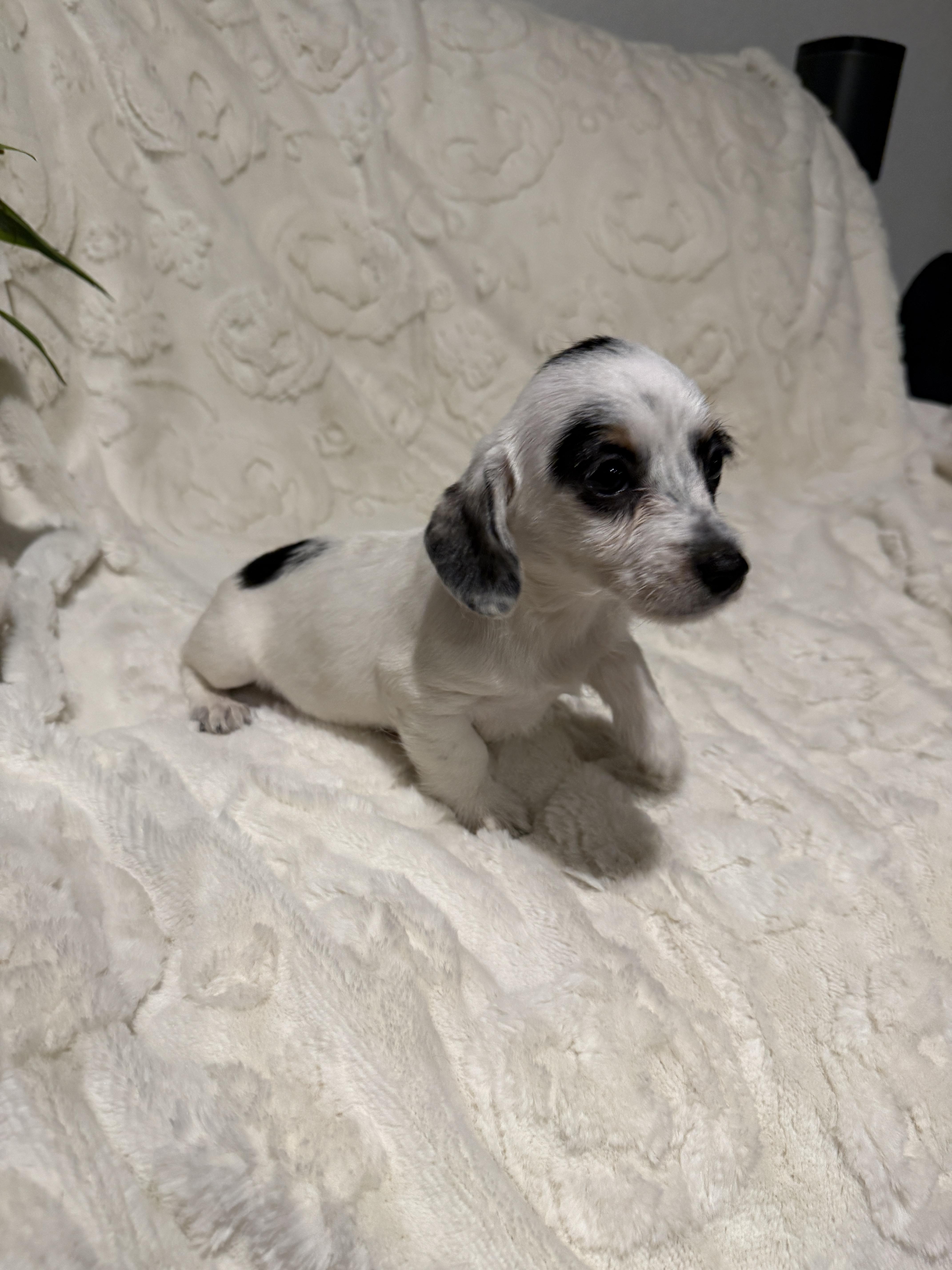 Enlarge Matilda , an adopted mixed breed in Hales corners, WI image 5/5