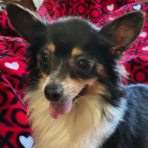 Enlarge Buddy Chihuahua, a ADOPTABLE Chihuahua in Bartonsville, PA image 2/4