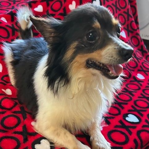 Enlarge Buddy Chihuahua, a ADOPTABLE Chihuahua in Bartonsville, PA image 3/4