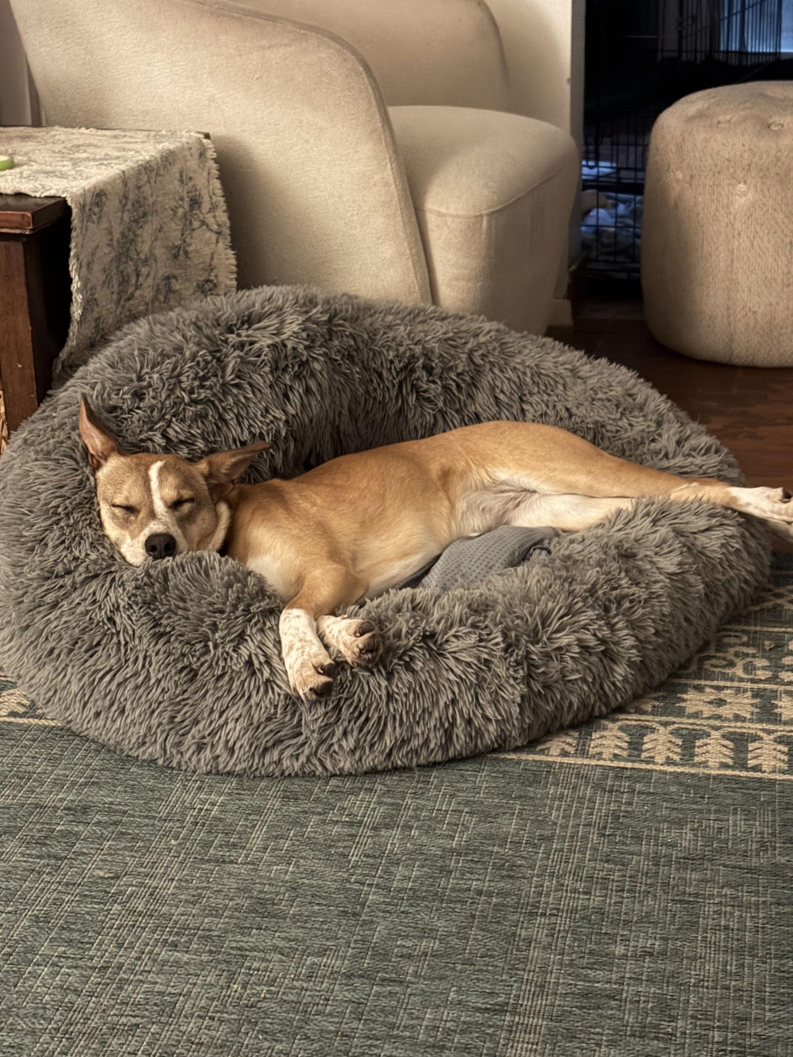 *Vi, Adoptable, Young Female Cattle Dog & Feist.