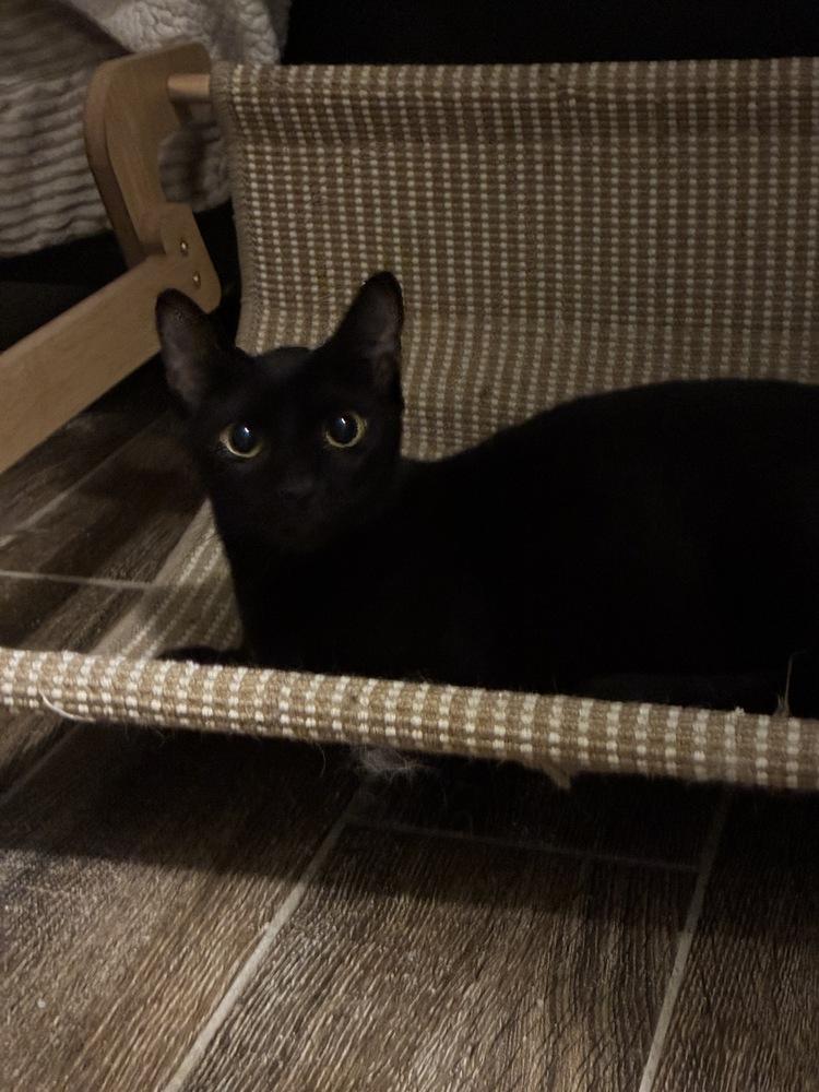 Marvelous Miss Merlin, Adopted, Young Female Domestic Short Hair.