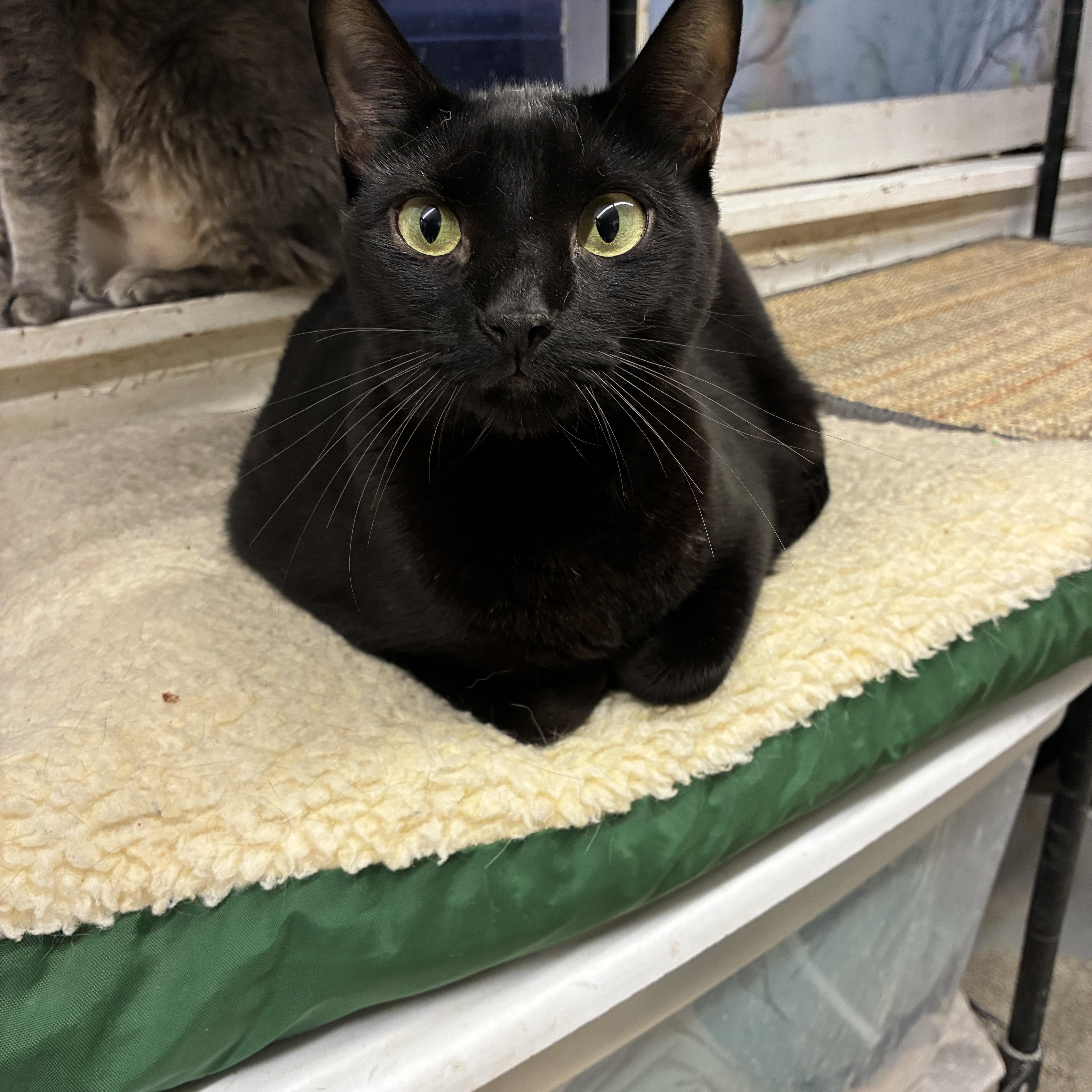Marvelous Miss Merlin, Adoptable, Adult Female Bombay & Domestic Short Hair.
