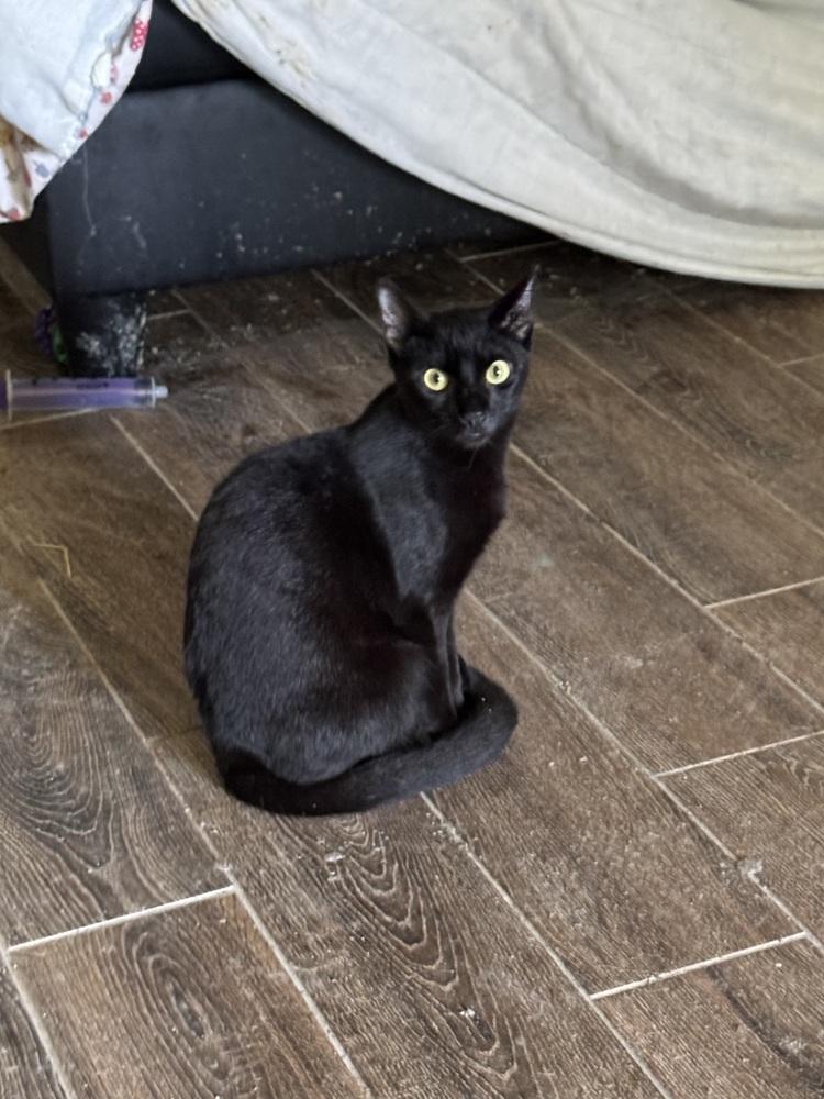 Marvelous Miss Merlin, a Adopted mixed breed in Randolph, MA image 2/3