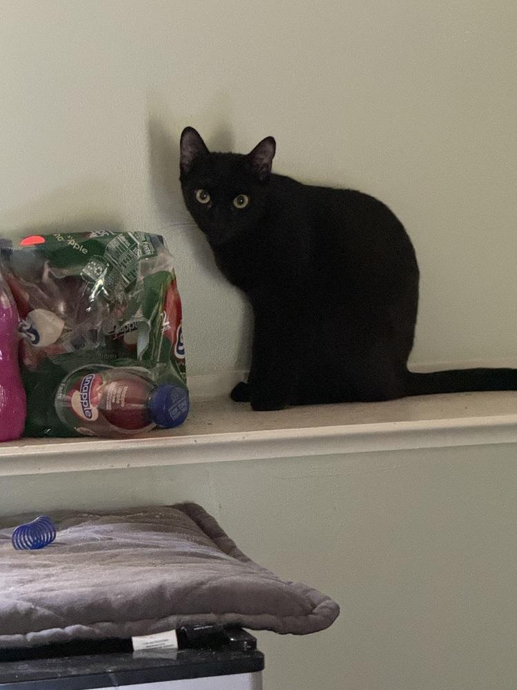 Marvelous Miss Merlin, a Adopted mixed breed in Randolph, MA image 3/3