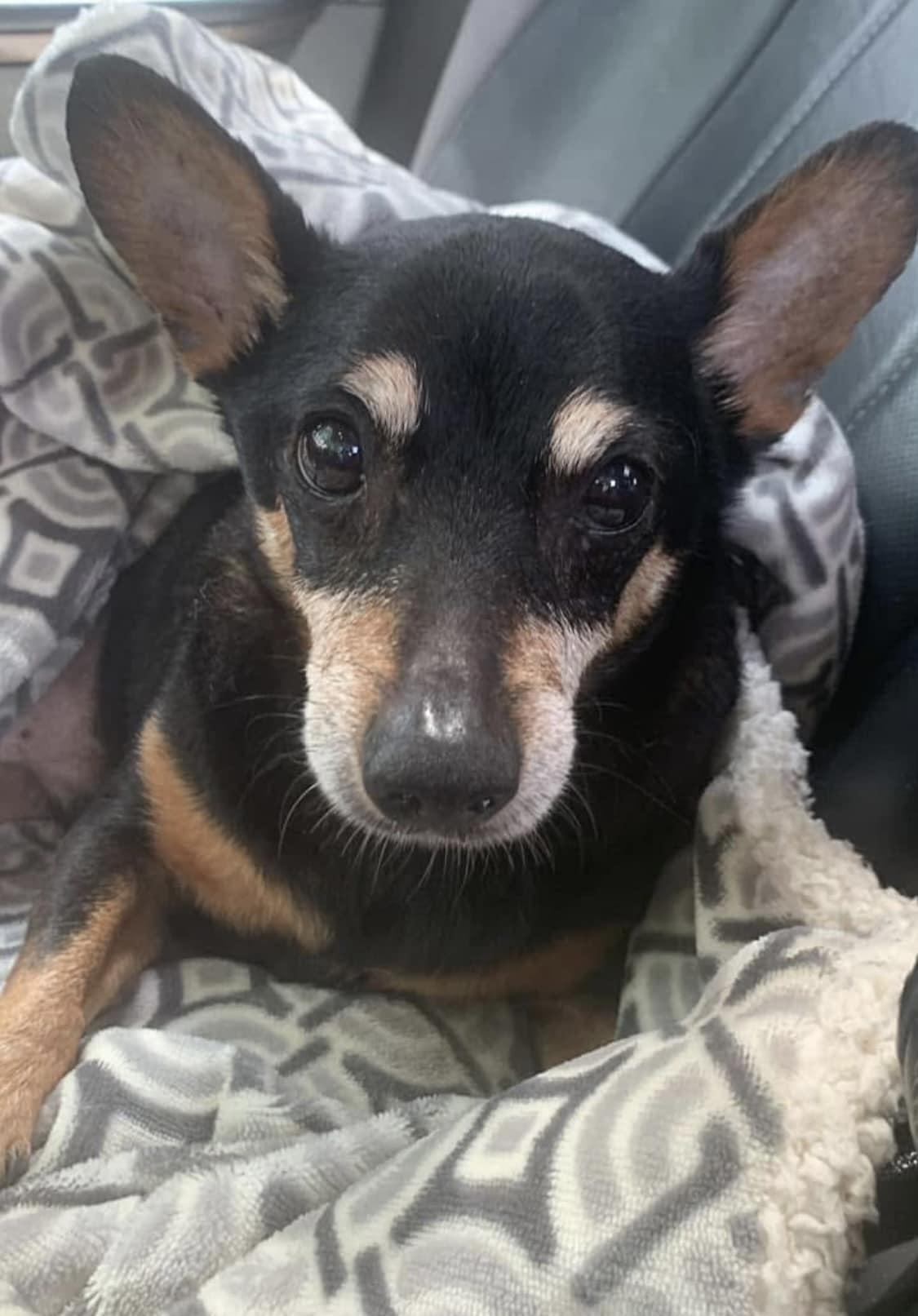 Quincy, adopted, Adult Male Chihuahua & Manchester Terrier.