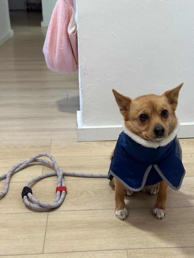 Sky, Adoptable, Adult Female Jindo.