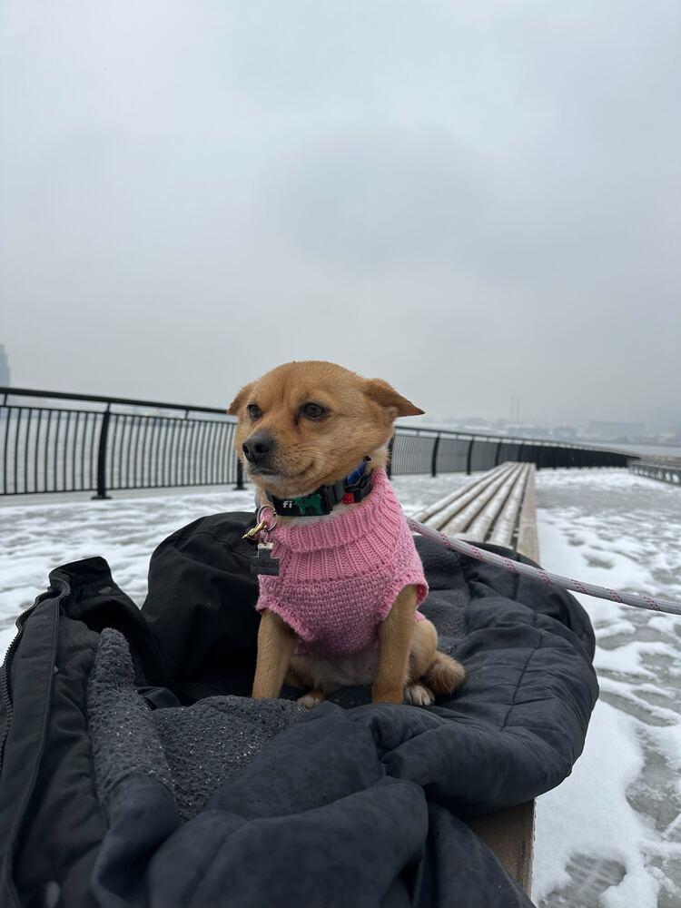 Enlarge Sky, a Adoptable Jindo in Long Island City, NY image 3/6