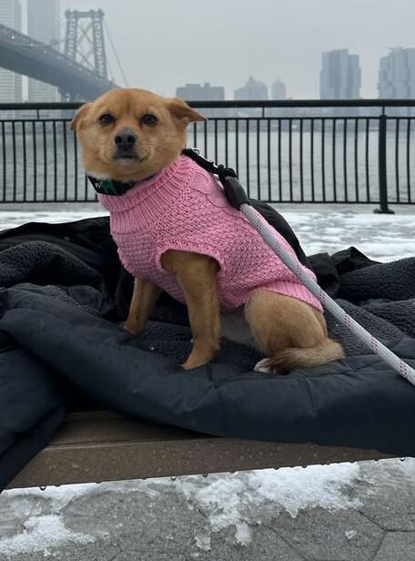 Enlarge Sky, a Adoptable Jindo in Long Island City, NY image 4/6
