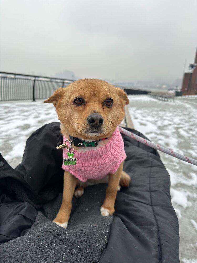 Enlarge Sky, a Adoptable Jindo in Long Island City, NY image 5/6