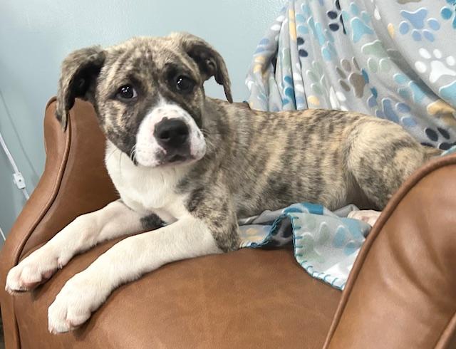 Mulder Agent — thumbnail 2