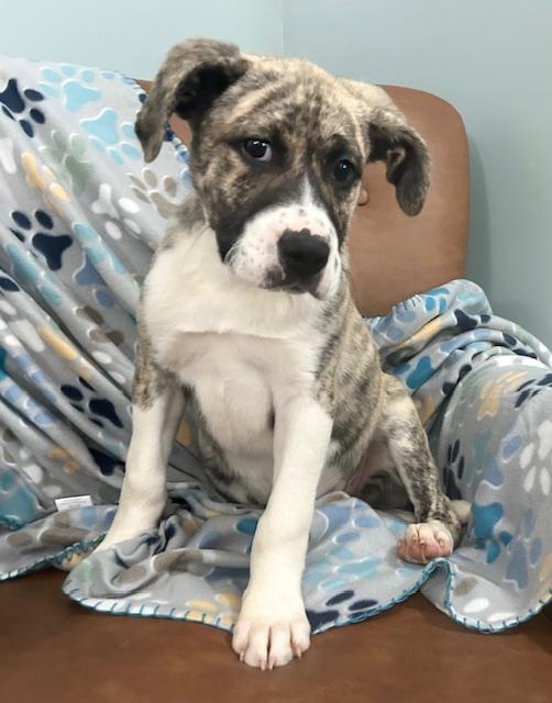 Mulder Agent — thumbnail 3