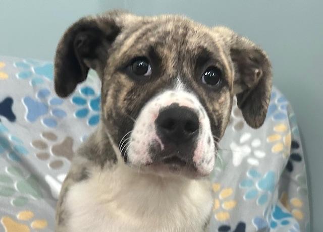 Mulder Agent — thumbnail 5