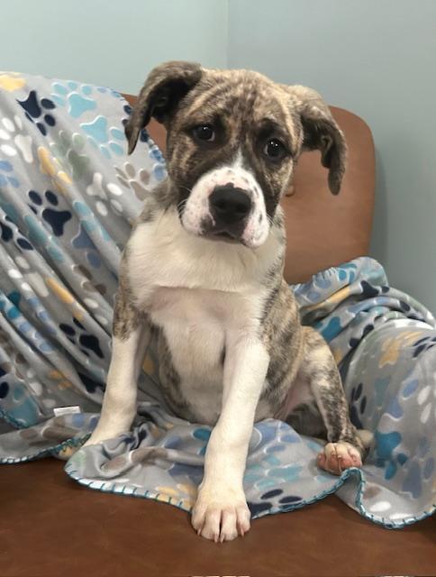 Mulder Agent — thumbnail 6