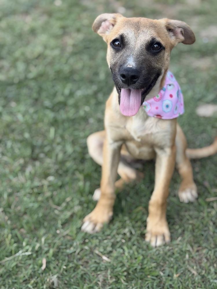 Swiss Miss, Adoptable, Puppy Female Shepherd & Hound.