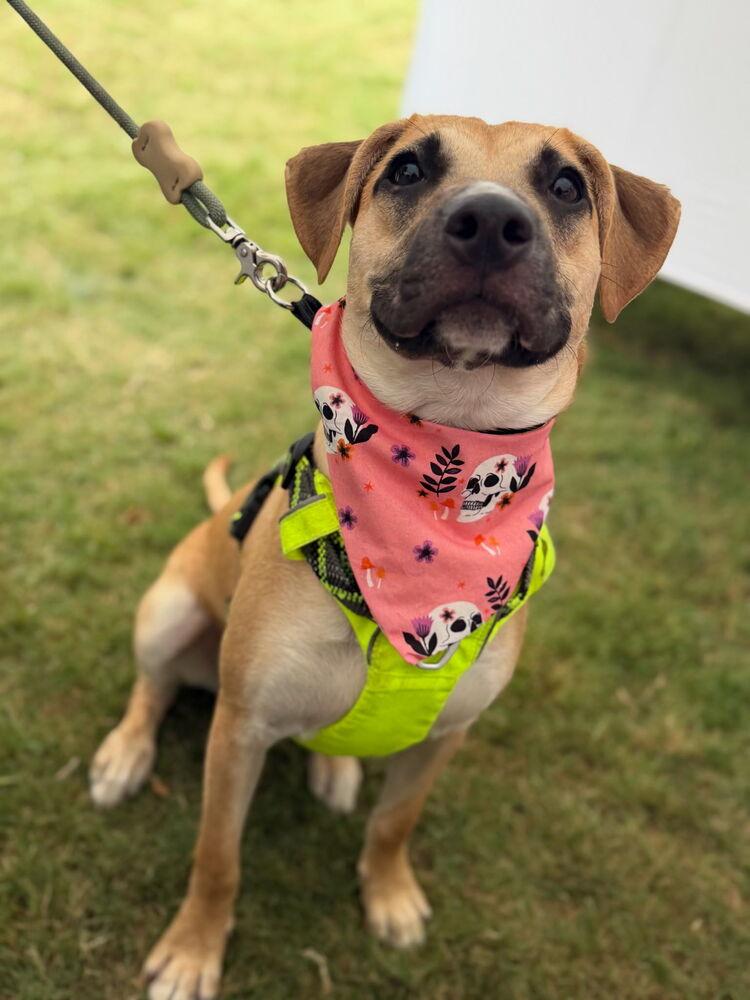 Enlarge Swiss Miss, a Adoptable mixed breed in Carrollton, VA image 2/6