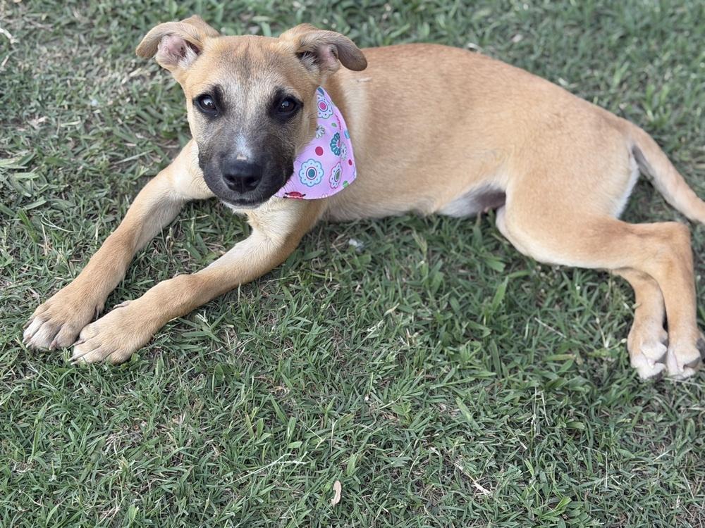 Enlarge Swiss Miss, a Adoptable mixed breed in Carrollton, VA image 2/3