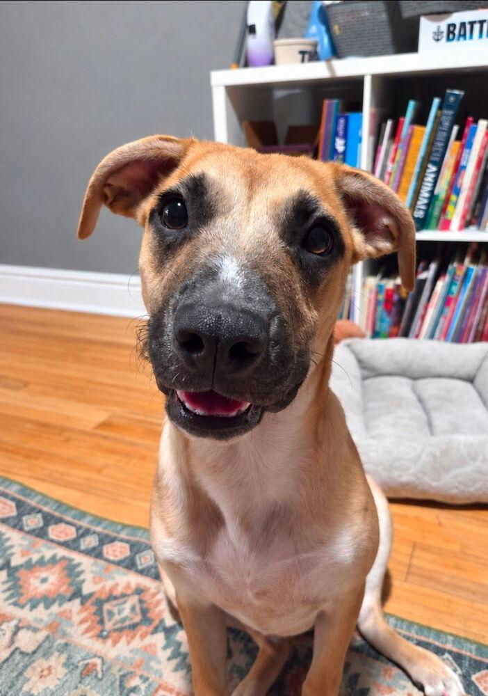 Enlarge Swiss Miss, a Adoptable mixed breed in Carrollton, VA image 4/6