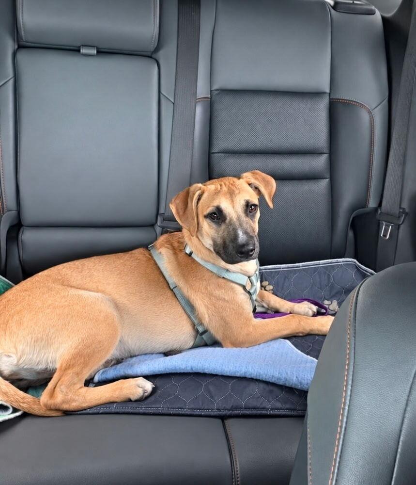 Enlarge Swiss Miss, a Adoptable mixed breed in Carrollton, VA image 5/6