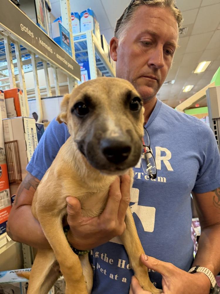 Enlarge Swiss Miss, a Adoptable mixed breed in Carrollton, VA image 3/3