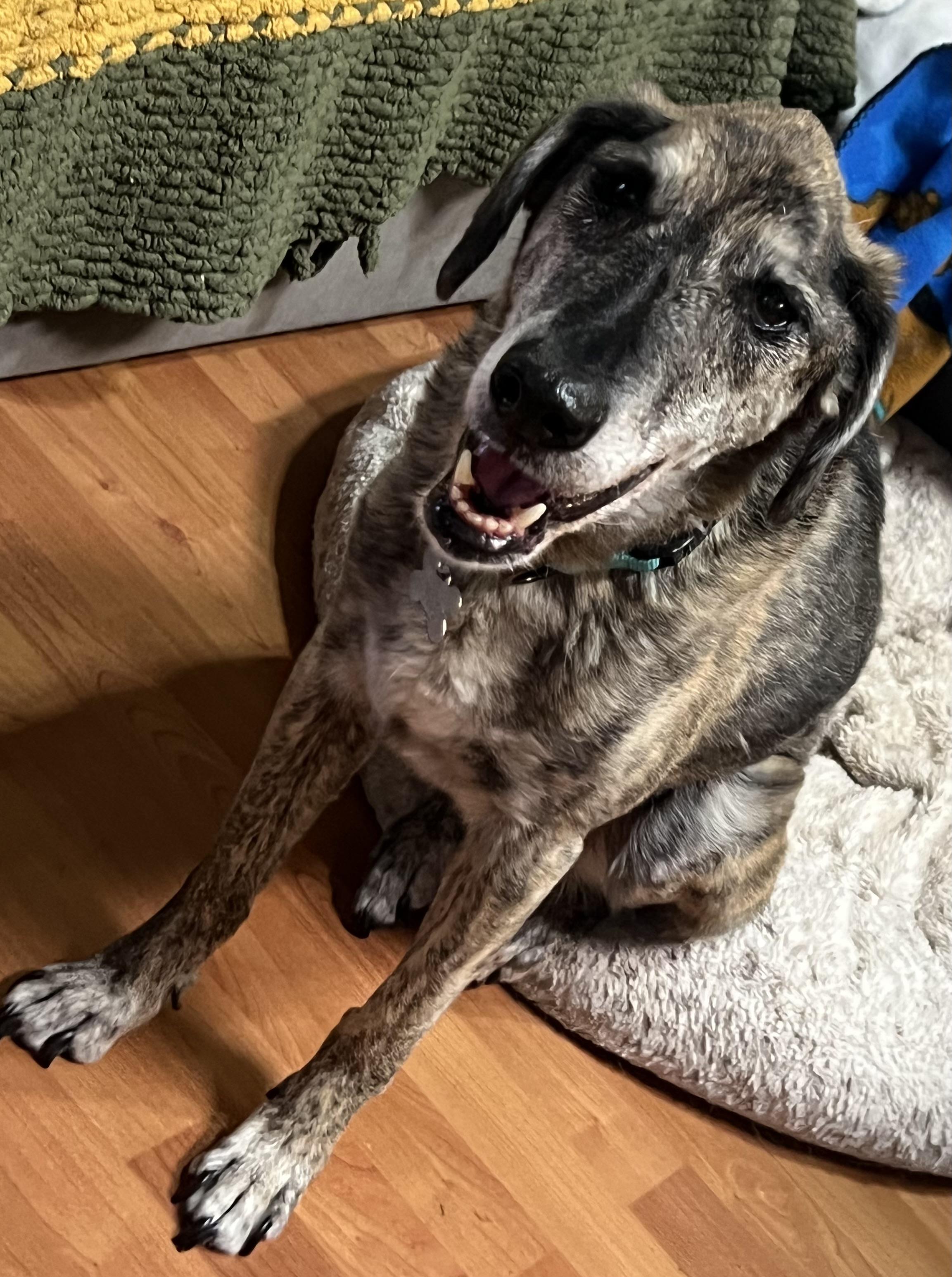 Enlarge Maddie, a Adoptable mixed breed in Phoenix, AZ image 2/3