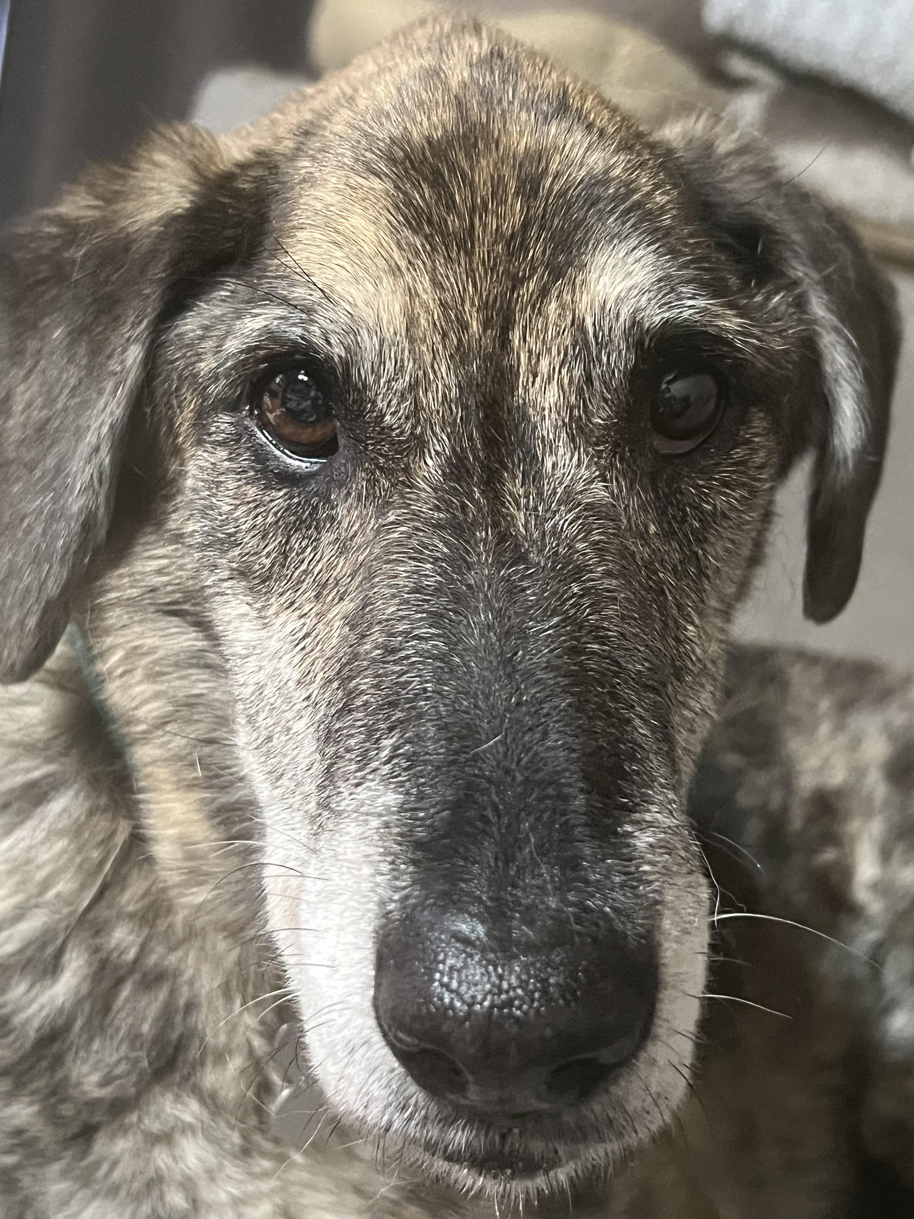 Enlarge Maddie, a Adoptable mixed breed in Phoenix, AZ image 3/3